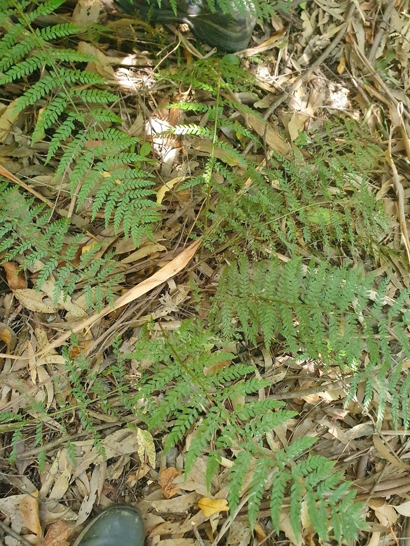 Polystichum australiense photo 2
