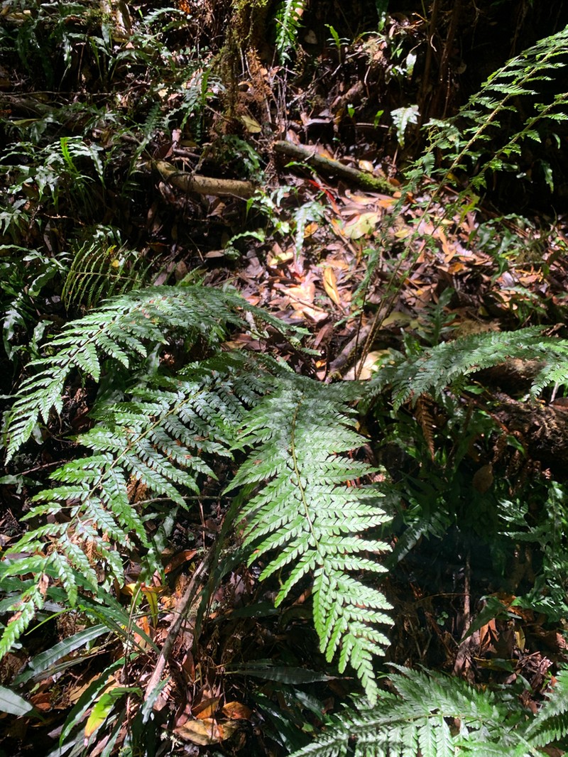 Polystichum australiense photo 3
