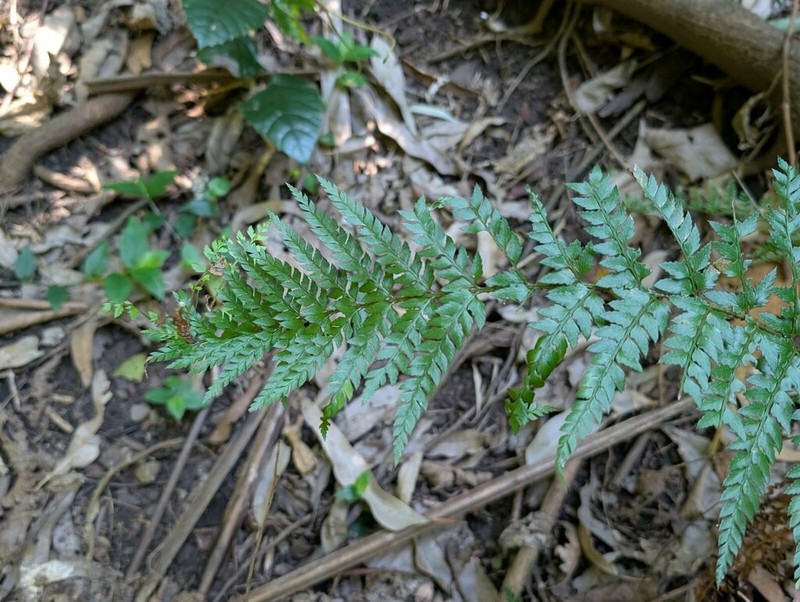 Polystichum australiense photo 4
