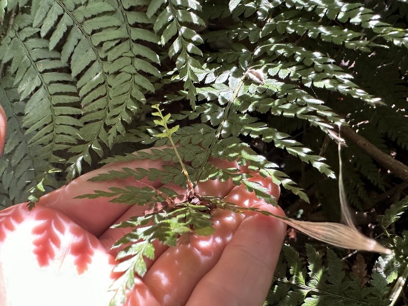 Polystichum australiense photo 5