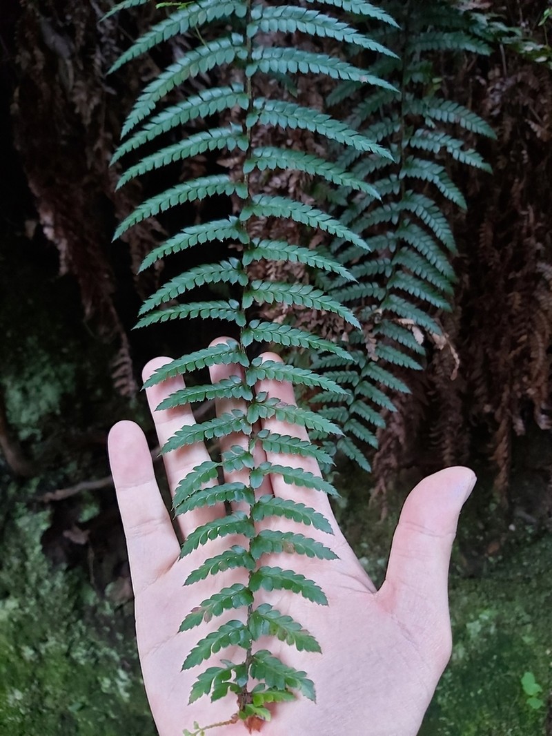 Polystichum australiense photo 6
