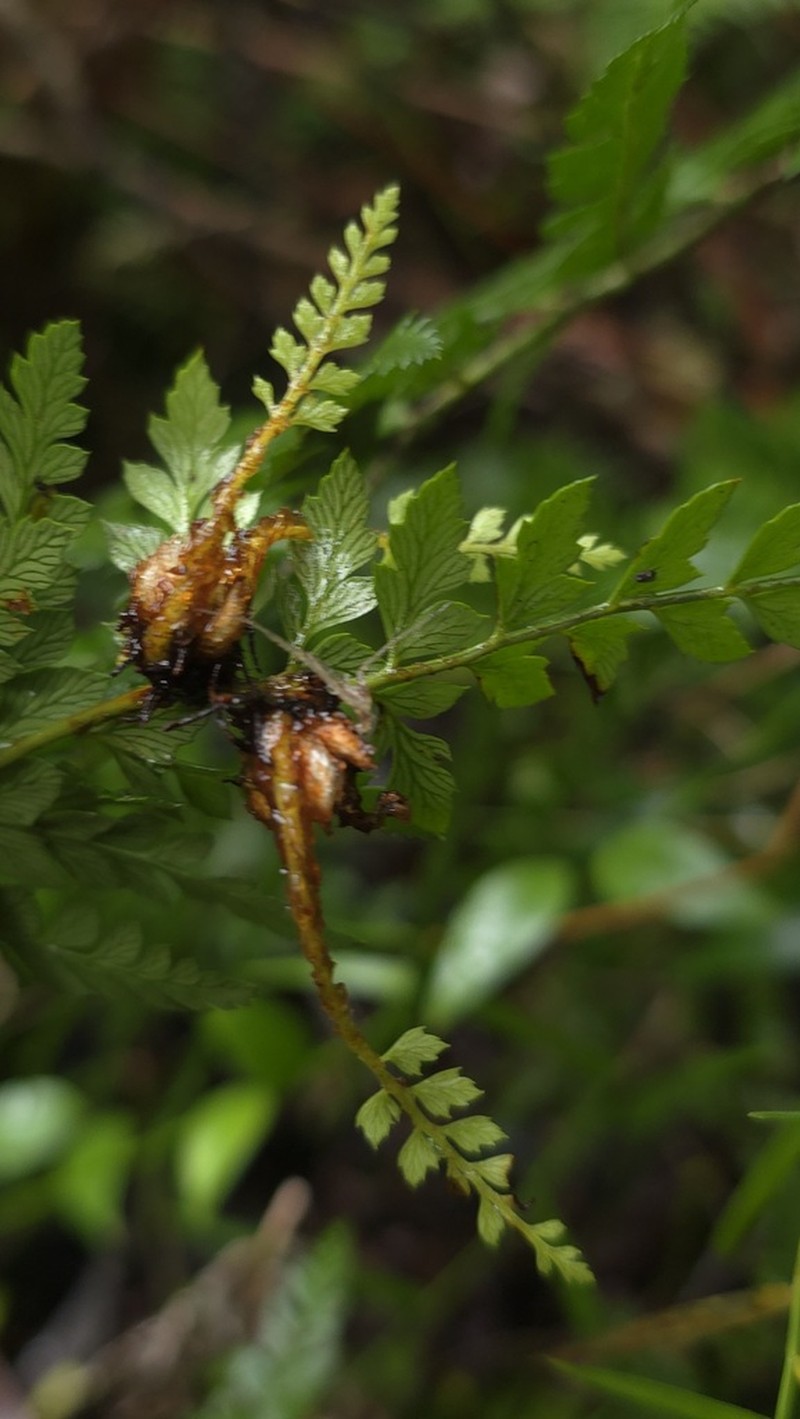 Polystichum australiense photo 7