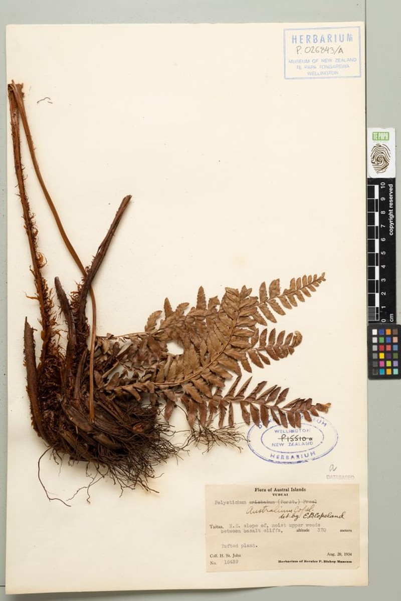 Polystichum australium photo 2