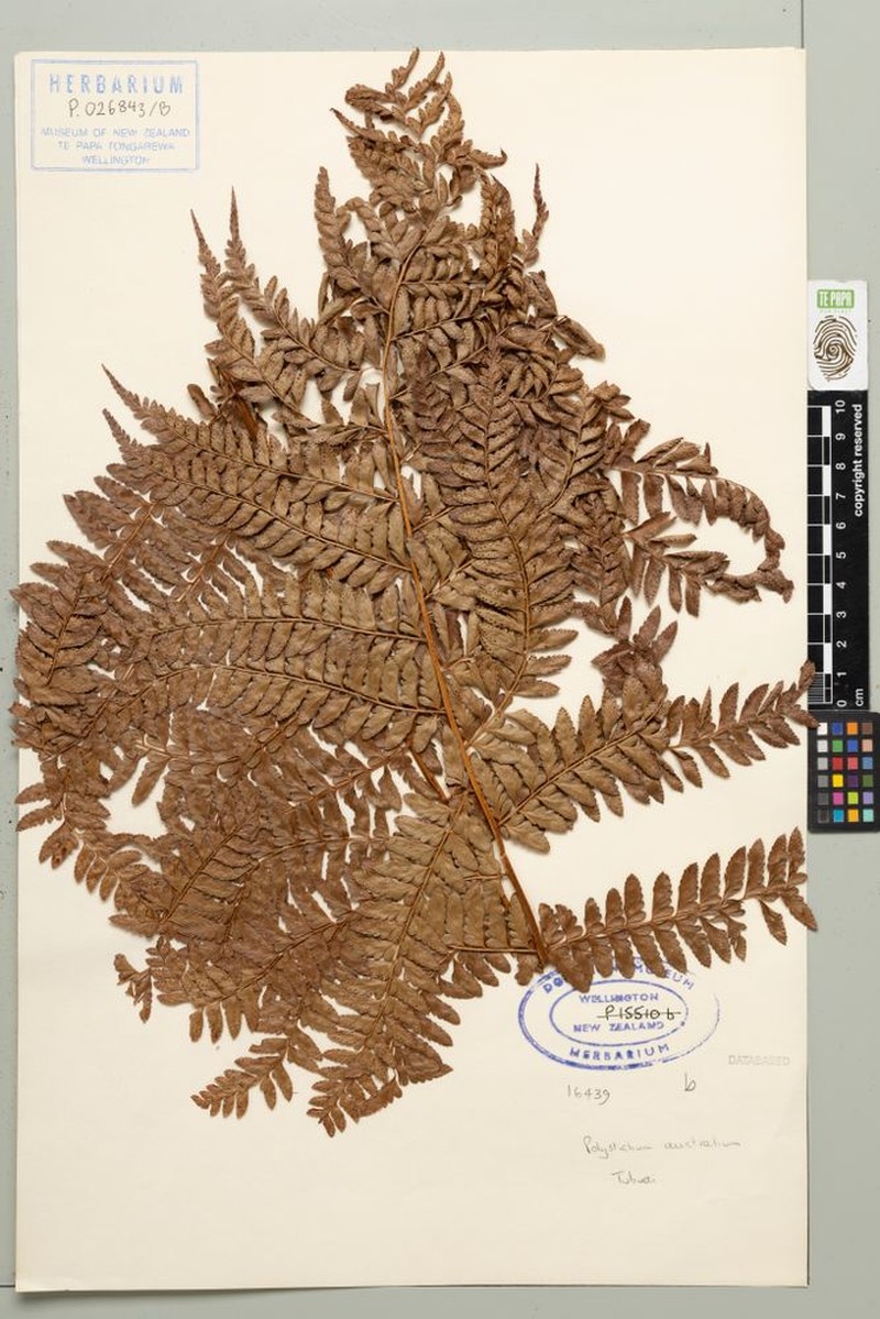 Polystichum australium photo 3