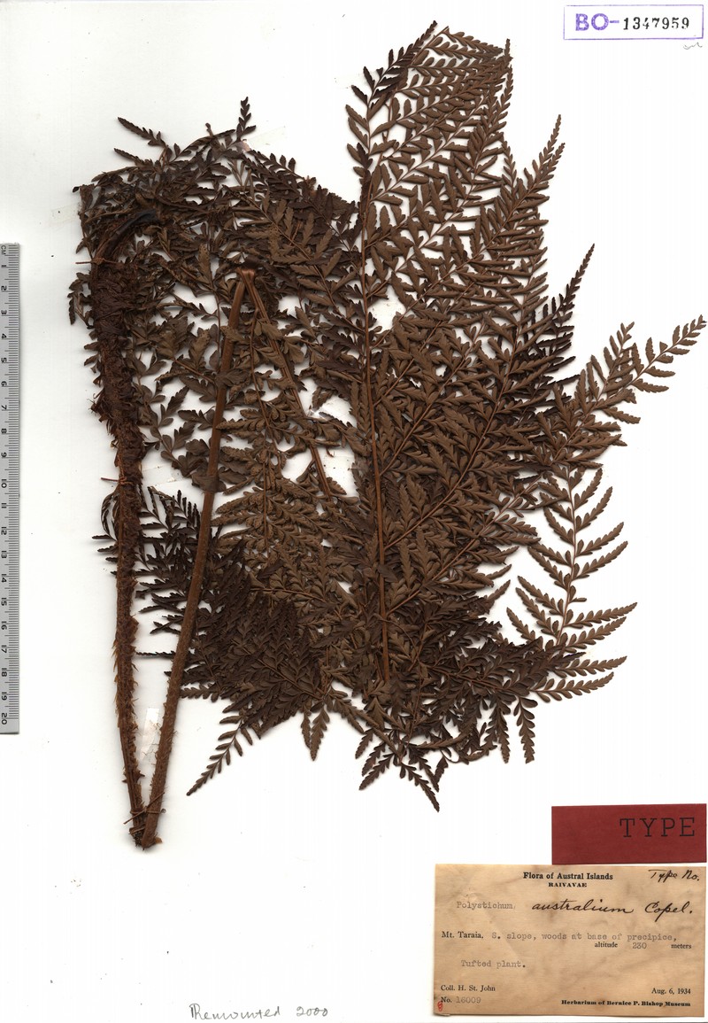 Polystichum australium photo 4