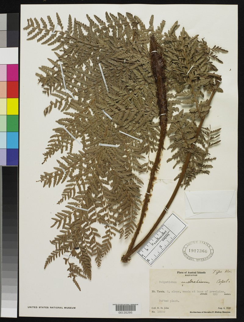 Polystichum australium