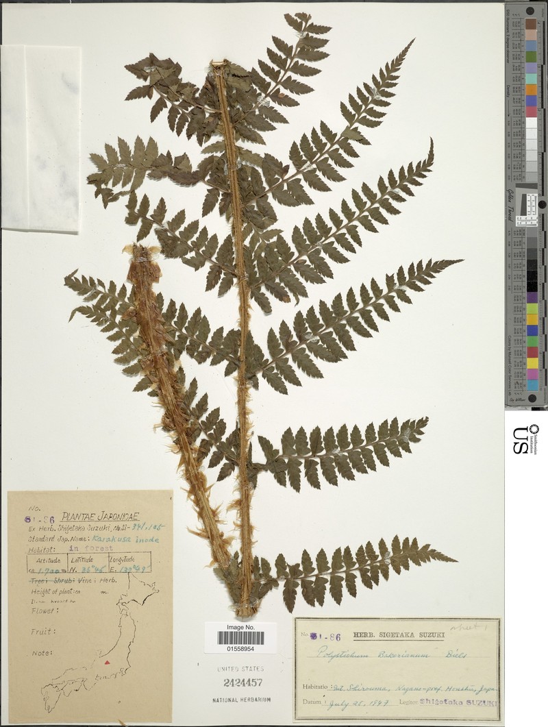 Polystichum bakerianum