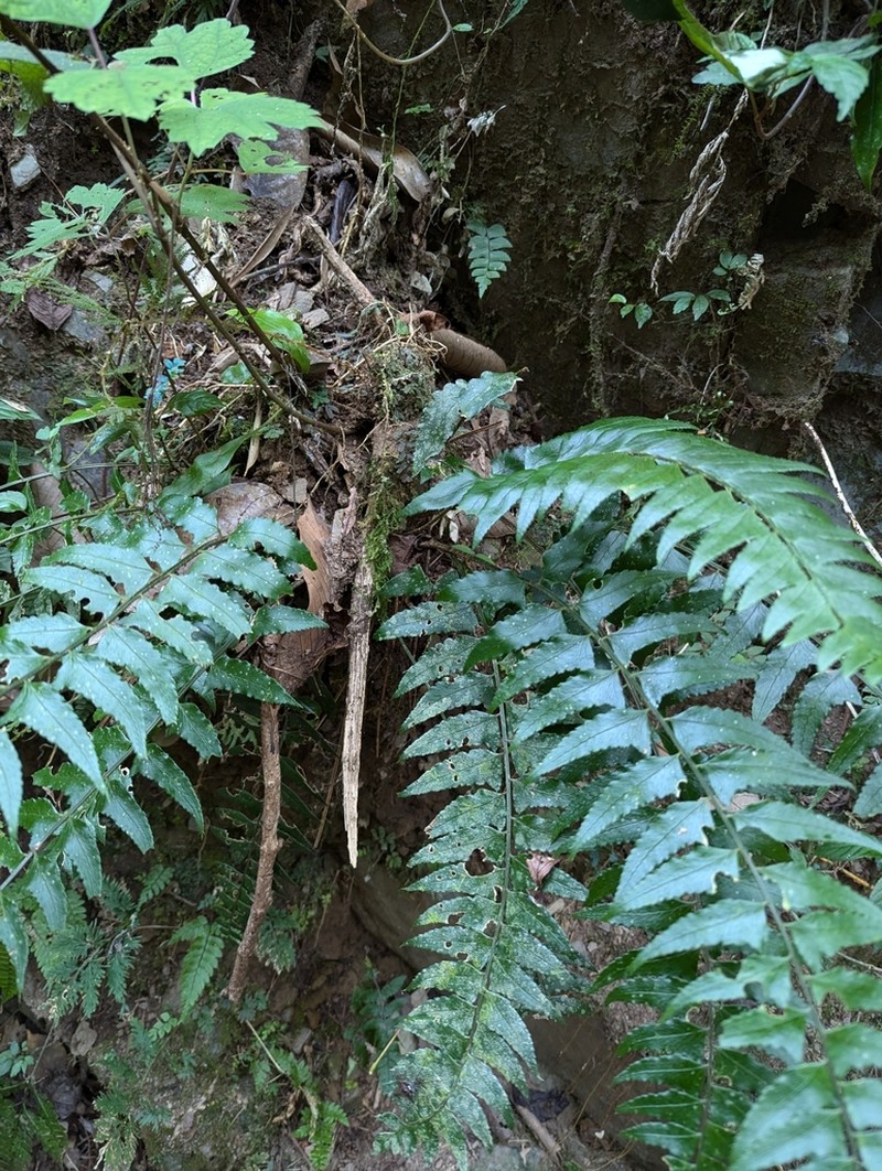 Polystichum balansae