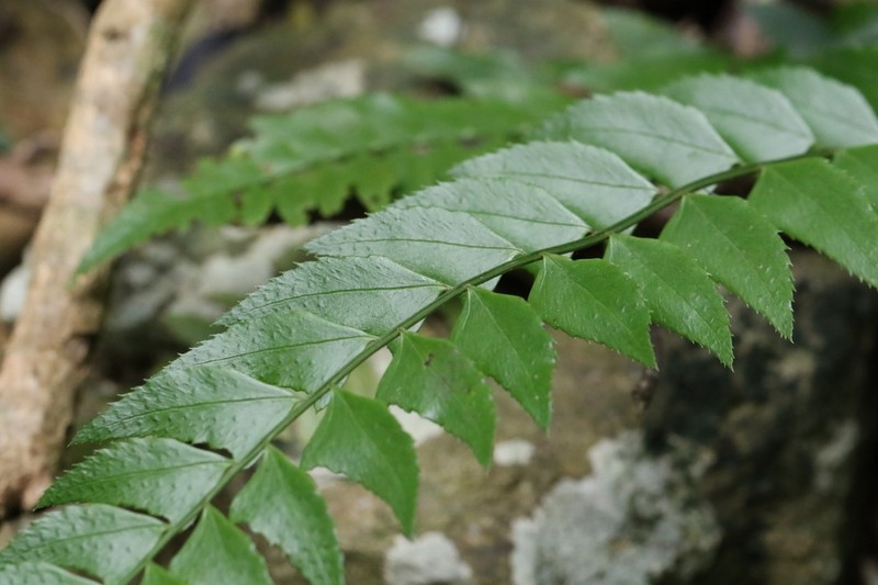 Polystichum balansae photo 2