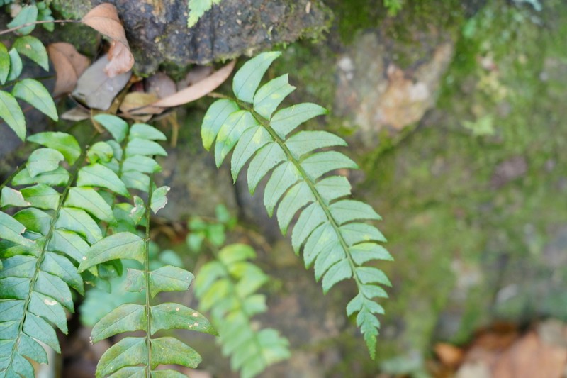 Polystichum balansae photo 3