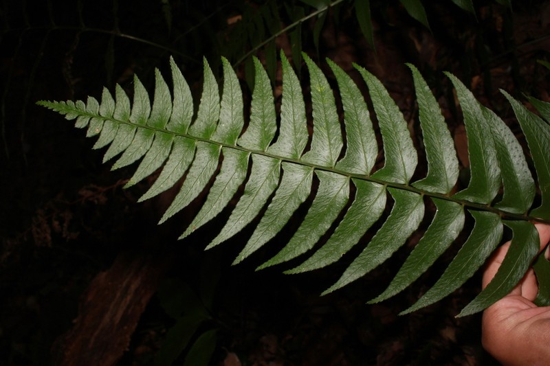 Polystichum balansae photo 4