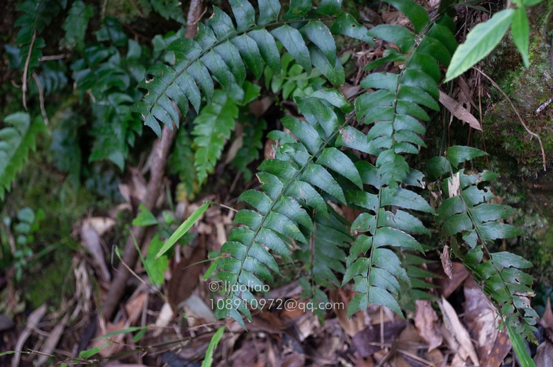 Polystichum balansae photo 5