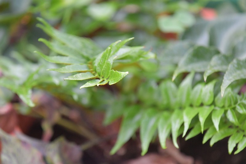 Polystichum balansae photo 6