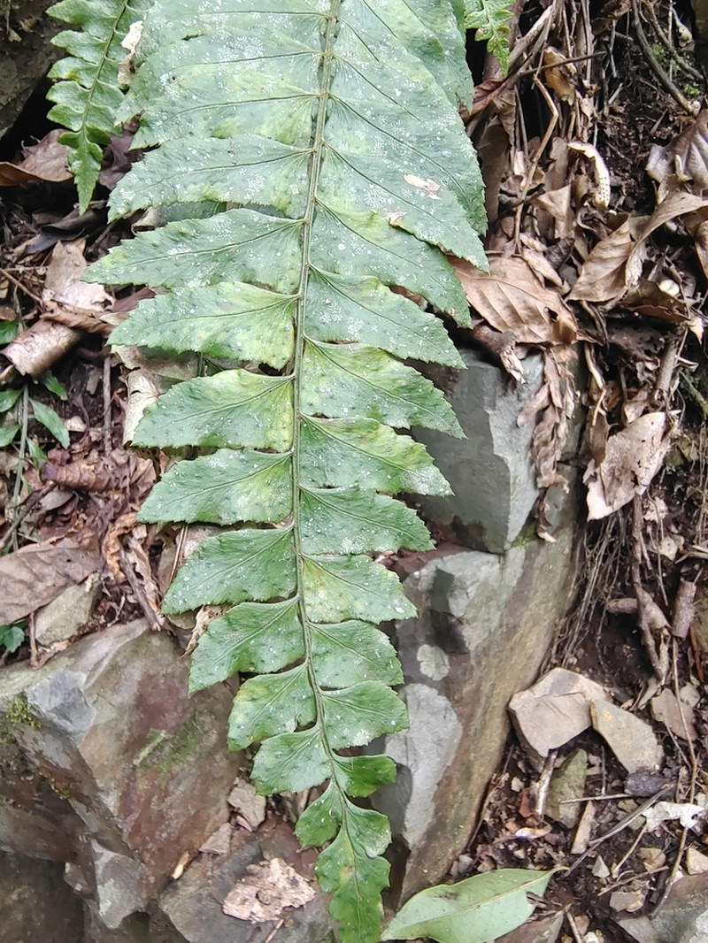 Polystichum balansae photo 7