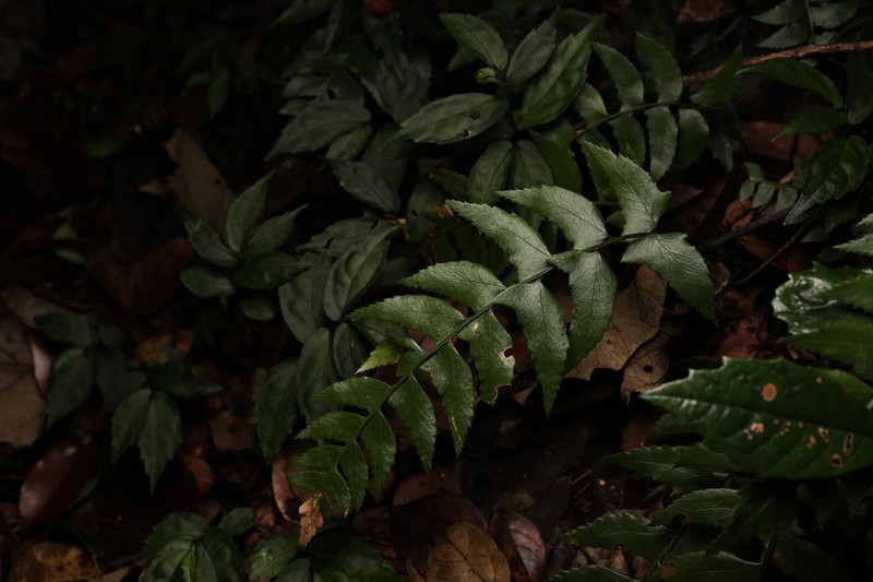 Polystichum balansae photo 8