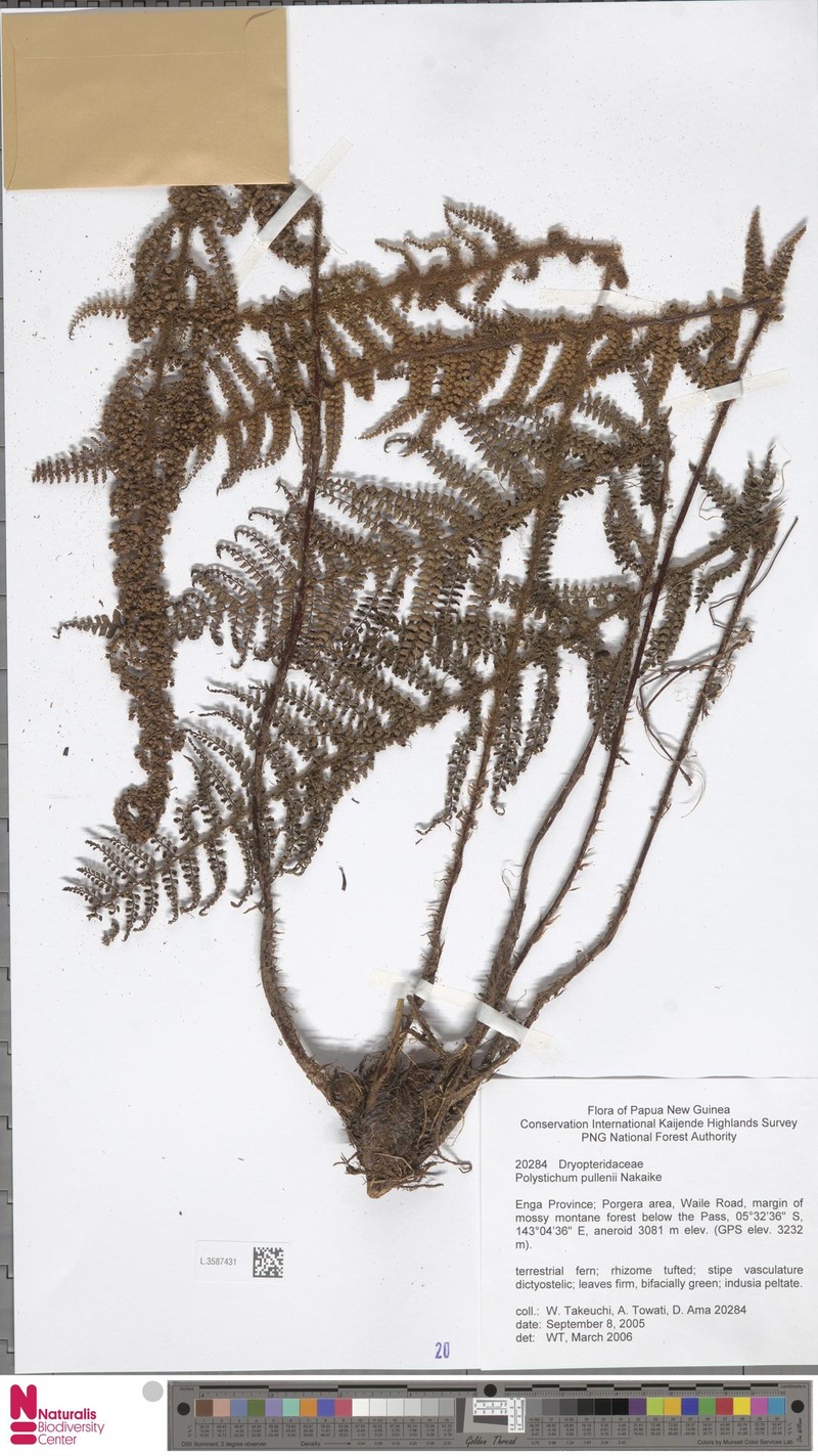Polystichum bamlerianum