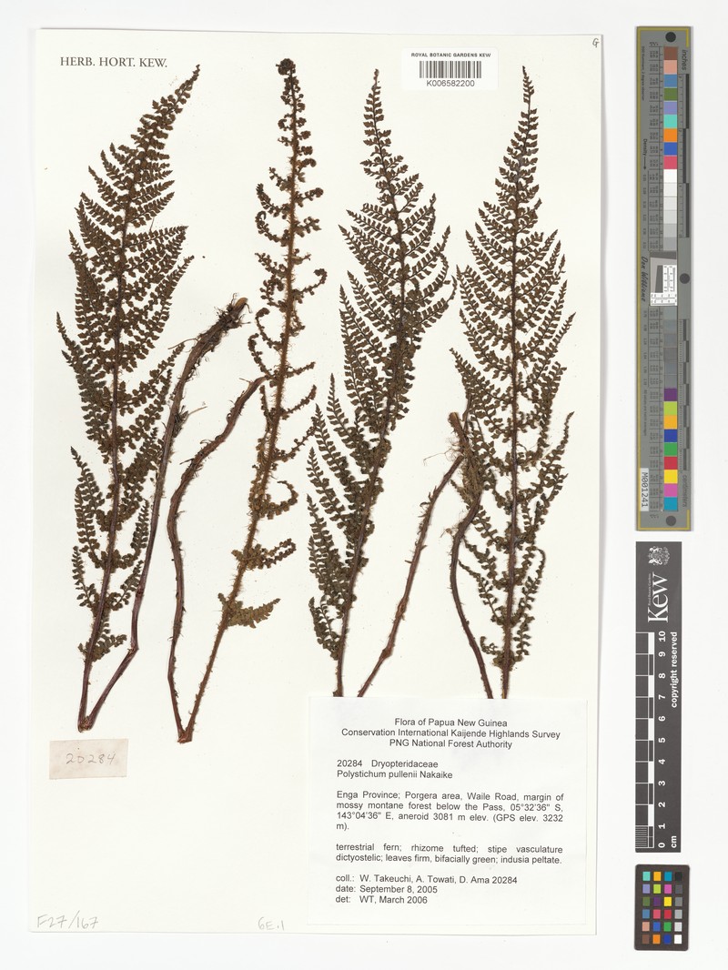 Polystichum bamlerianum photo 2
