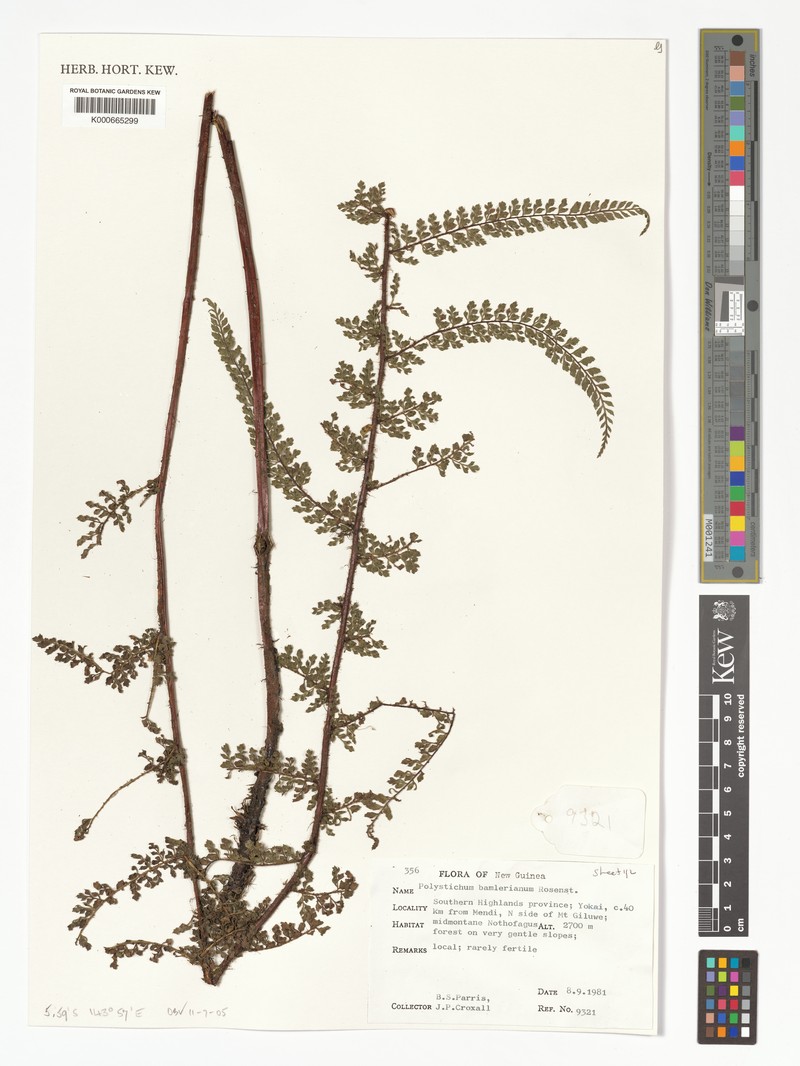 Polystichum bamlerianum photo 3