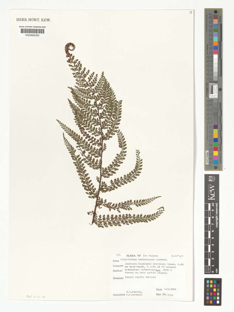Polystichum bamlerianum photo 4