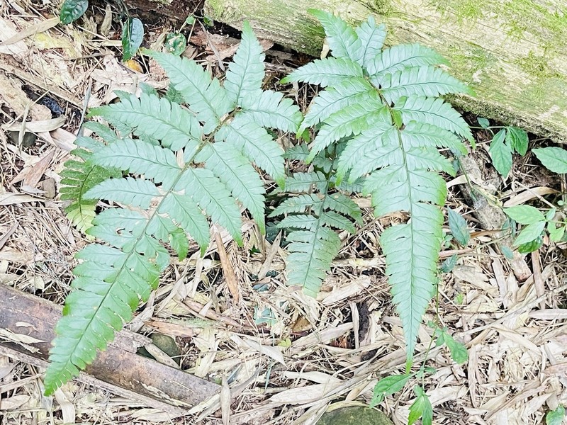 Polystichum biaristatum