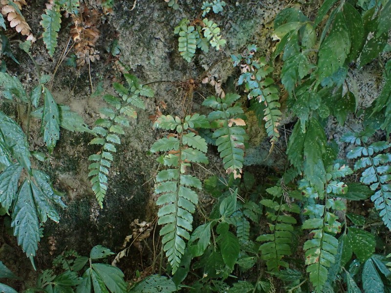 Polystichum biaristatum photo 2