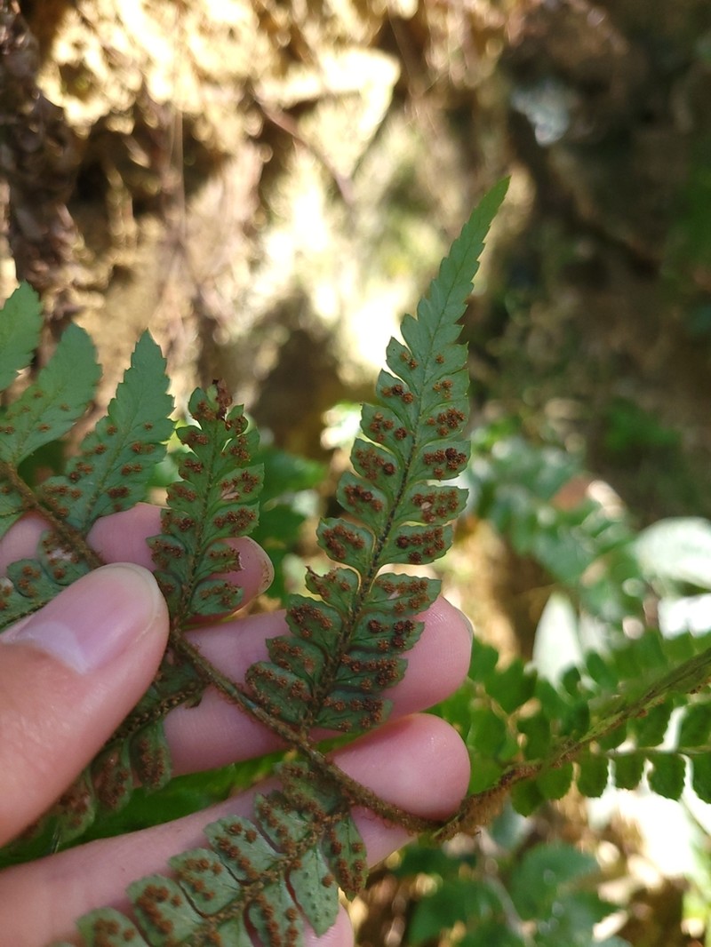 Polystichum biaristatum photo 3