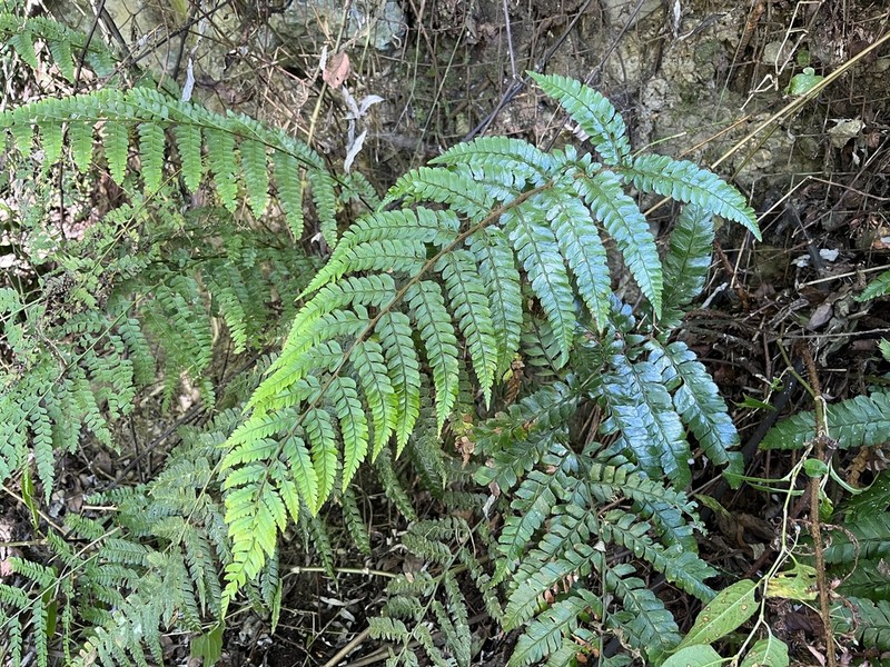 Polystichum biaristatum photo 4