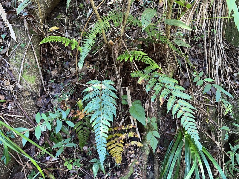 Polystichum biaristatum photo 5