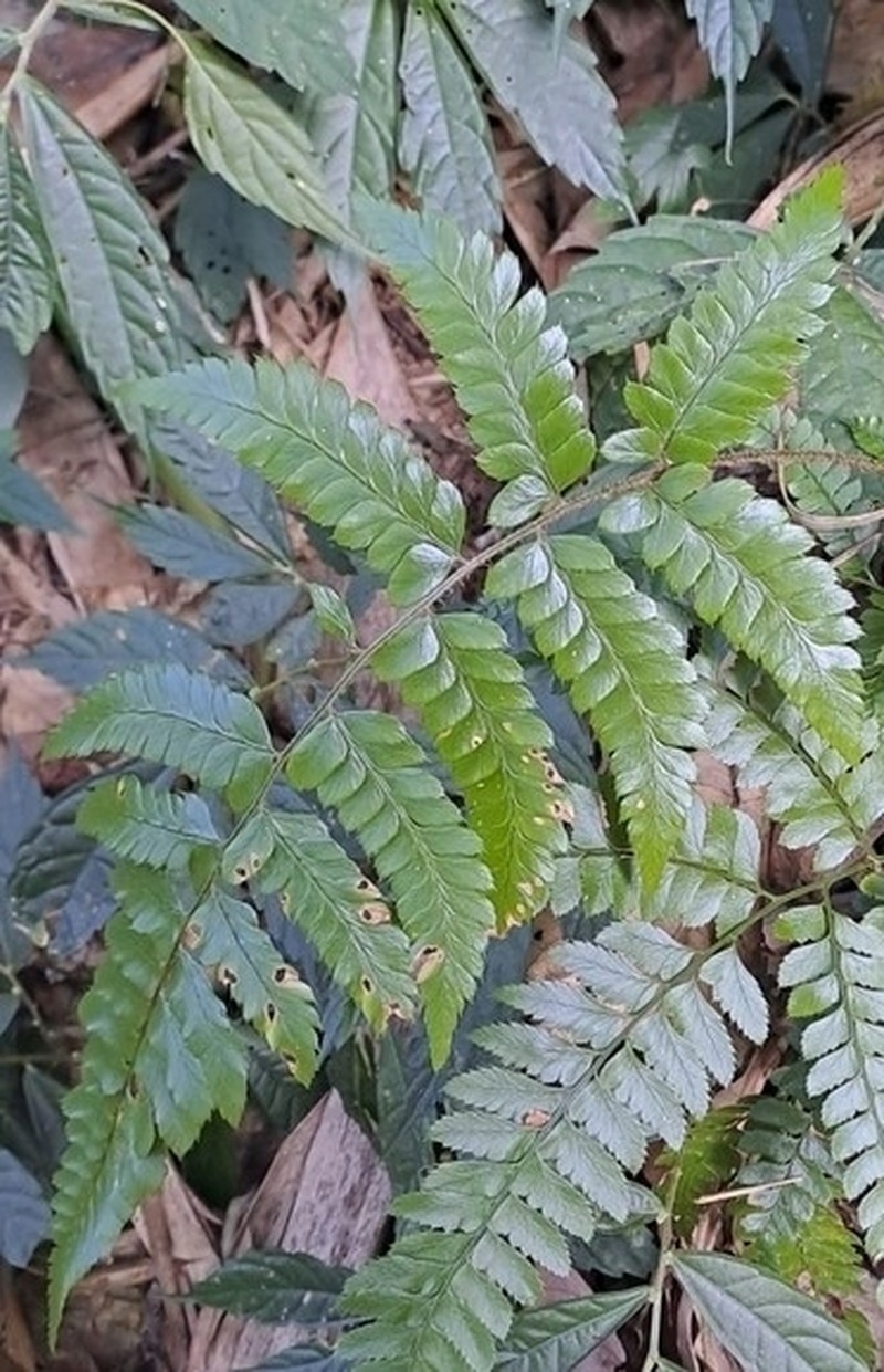 Polystichum biaristatum photo 6