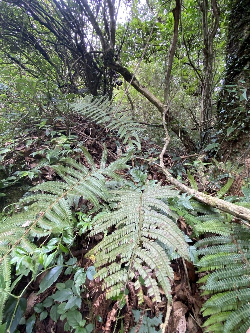 Polystichum biaristatum photo 7