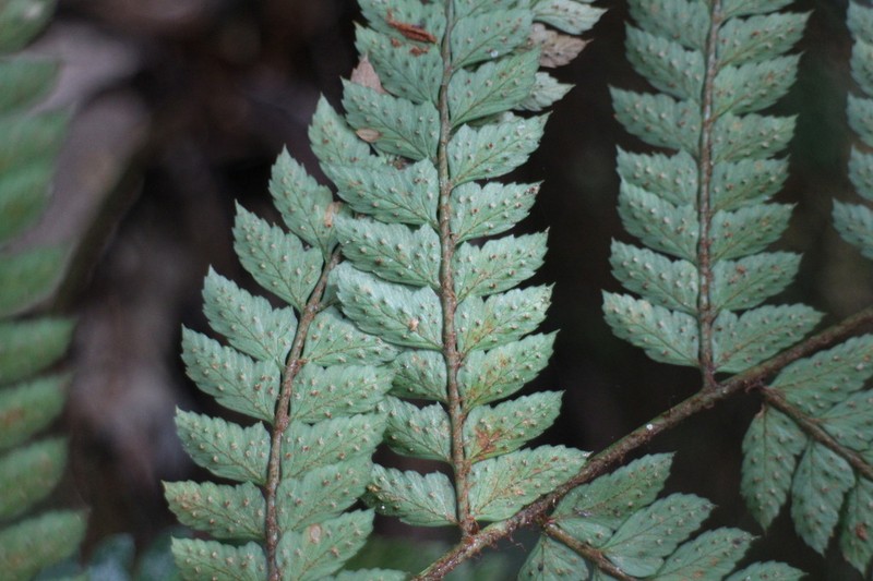 Polystichum biaristatum photo 8