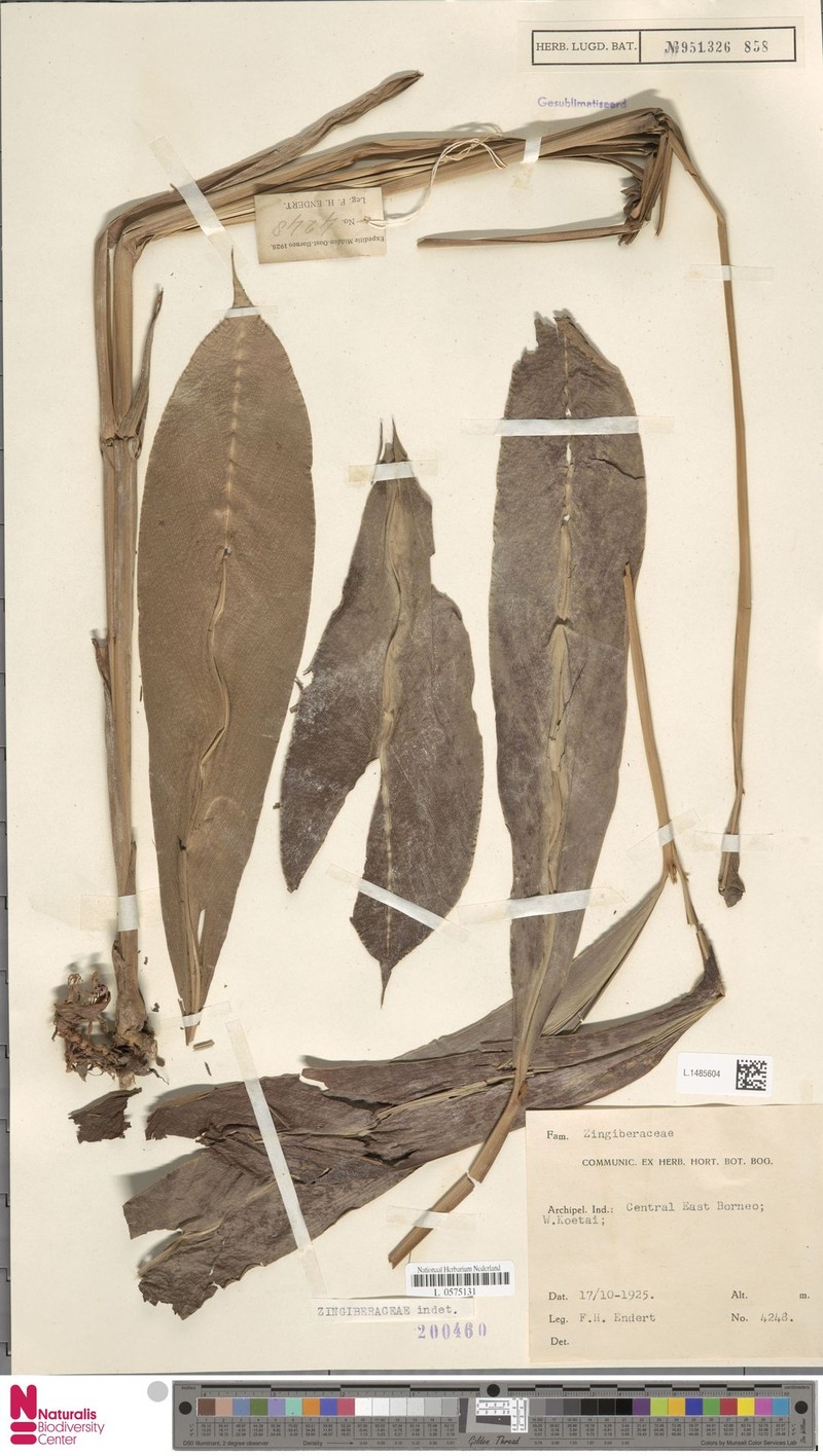 Polystichum bissectum