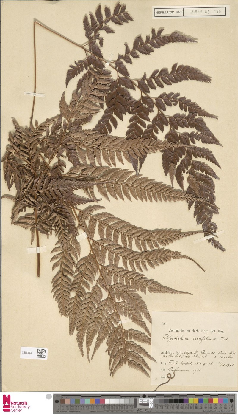 Polystichum bissectum photo 2