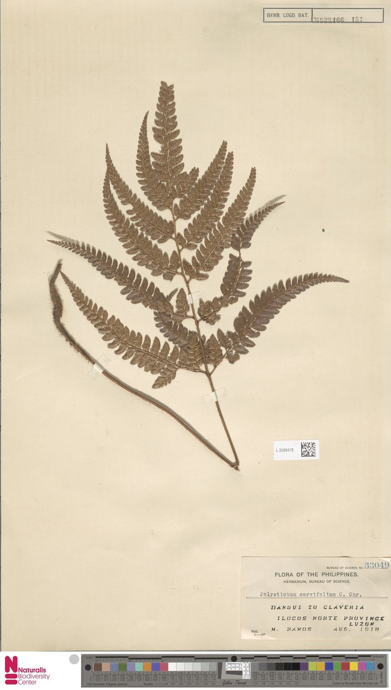 Polystichum bissectum photo 3