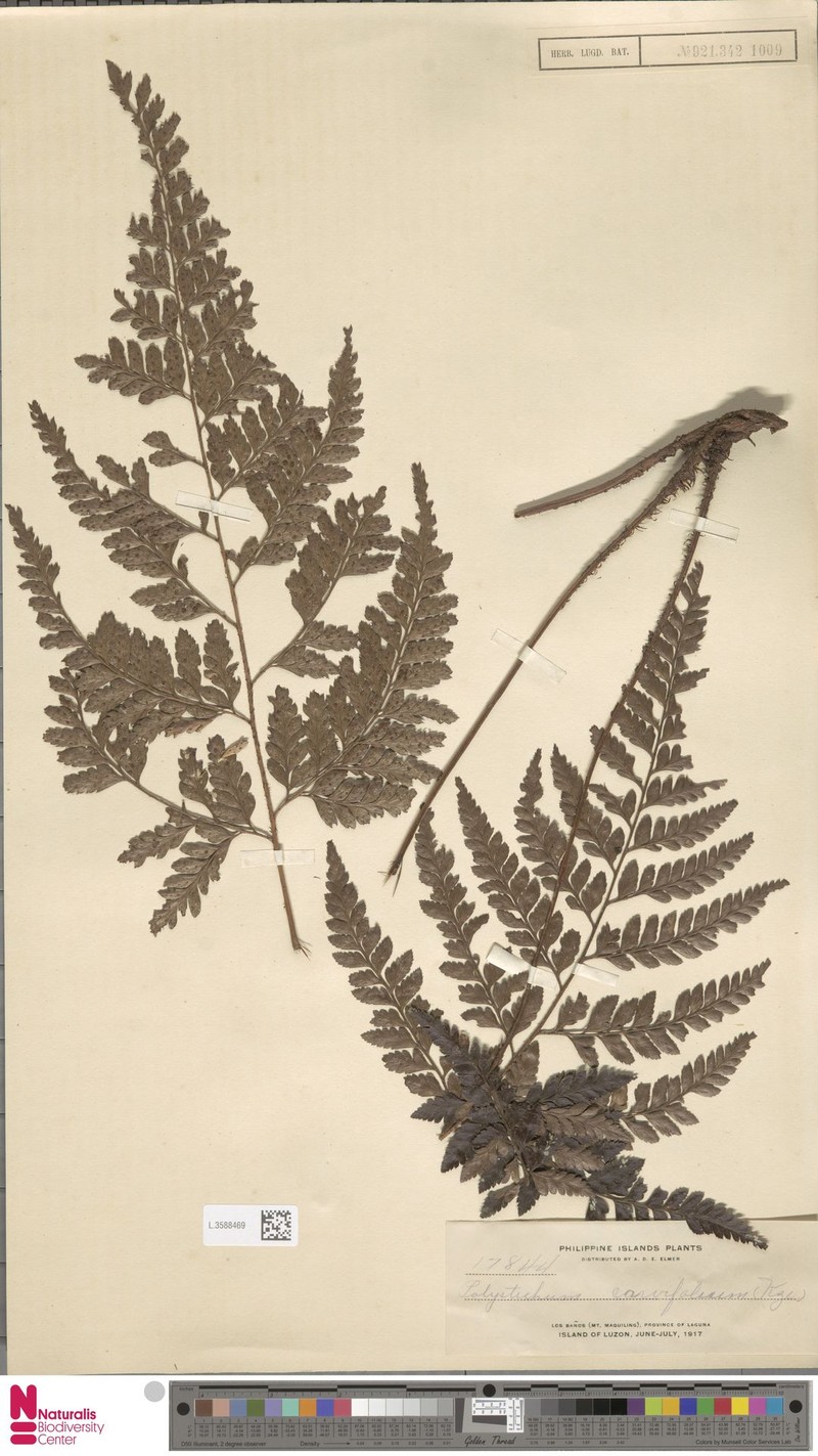 Polystichum bissectum photo 4