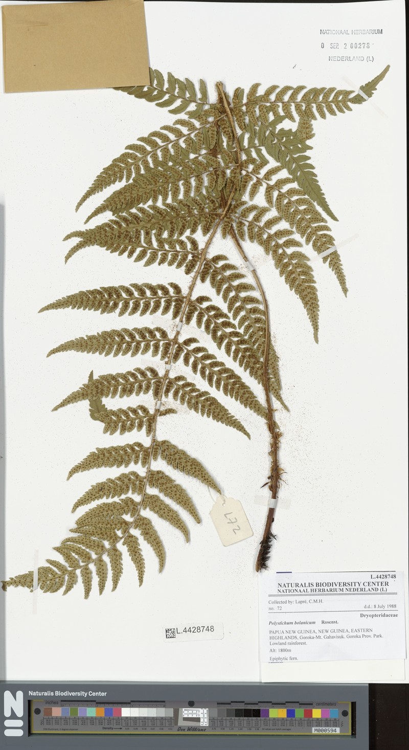 Polystichum bolanicum