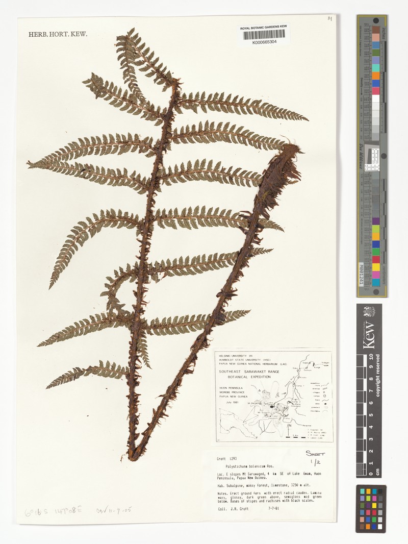 Polystichum bolanicum photo 2