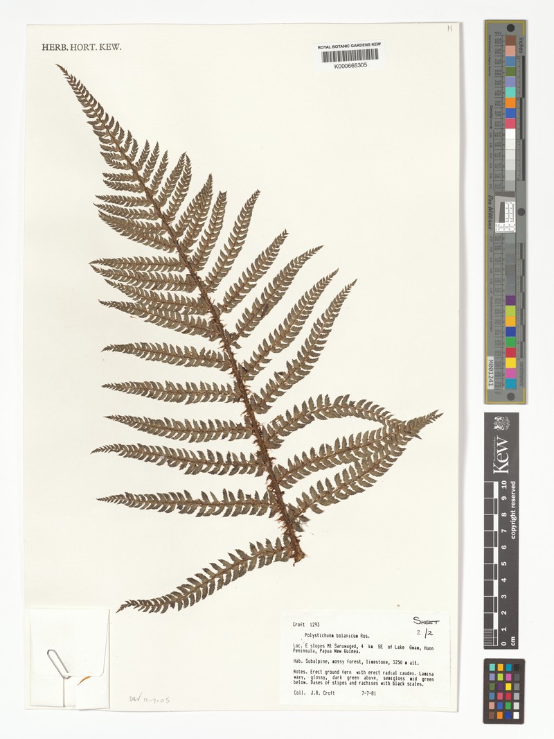 Polystichum bolanicum photo 3