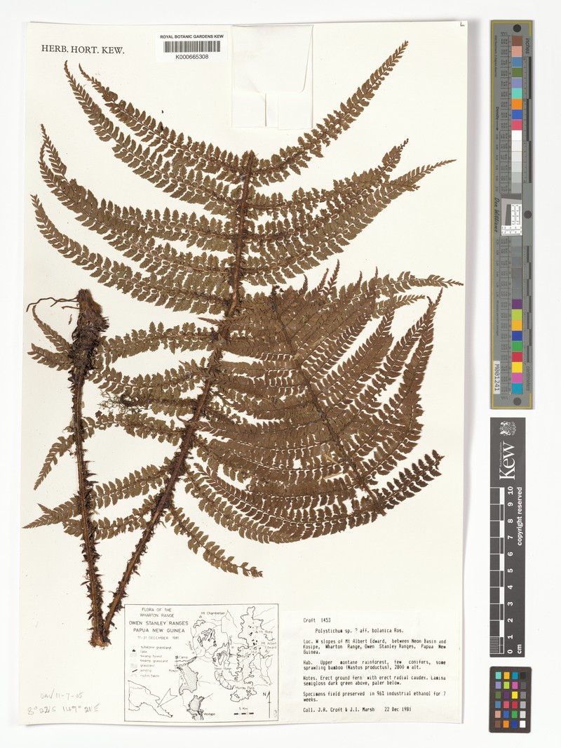 Polystichum bolanicum photo 4