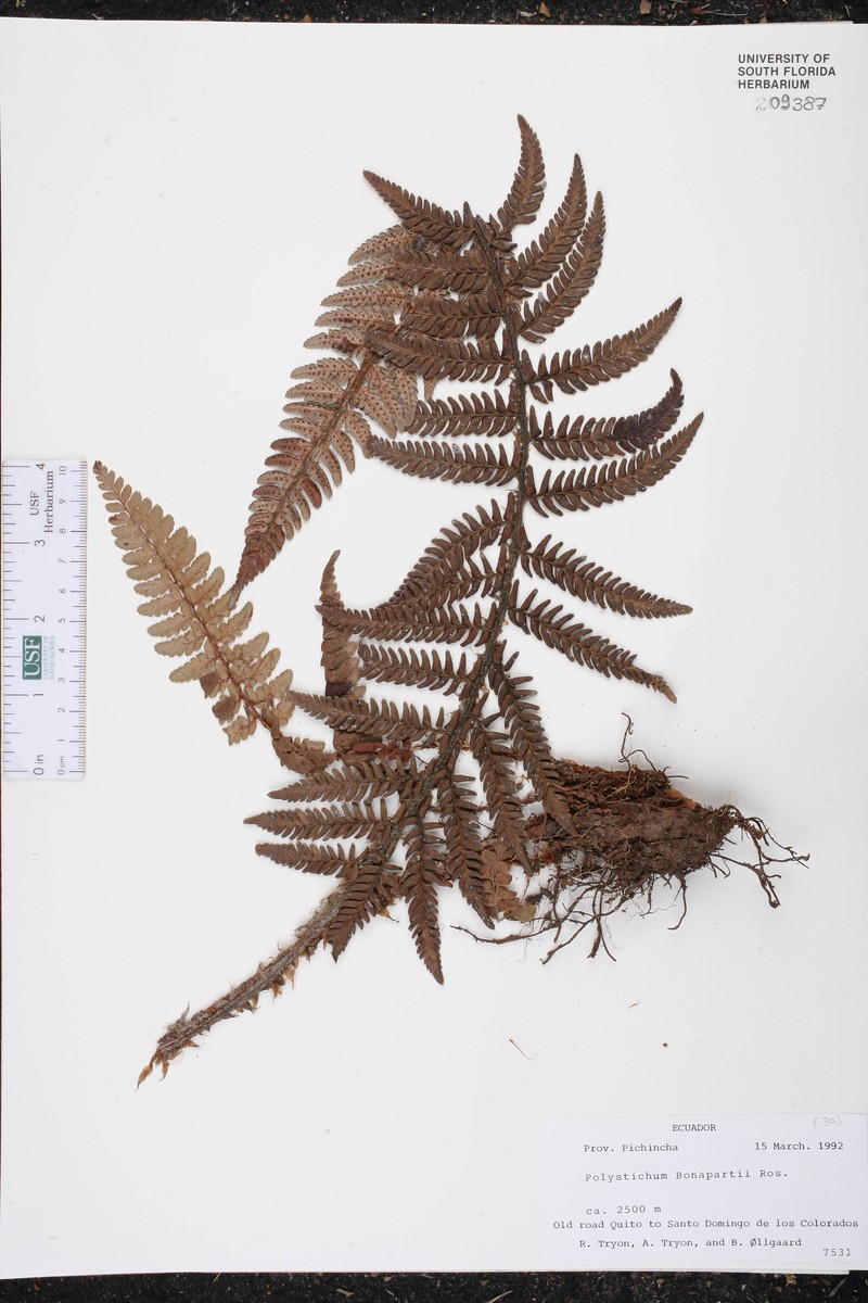 Polystichum bonapartii