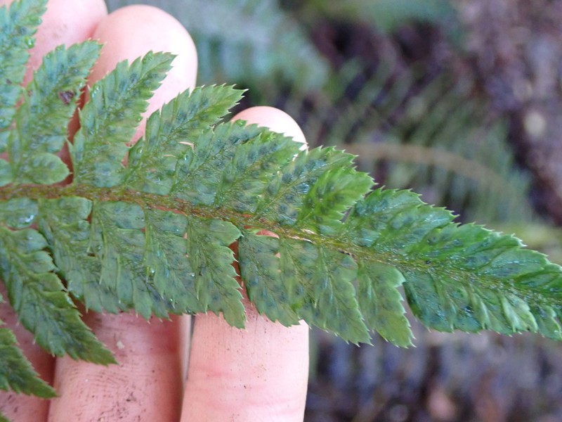 Bonsey's Hollyfern
