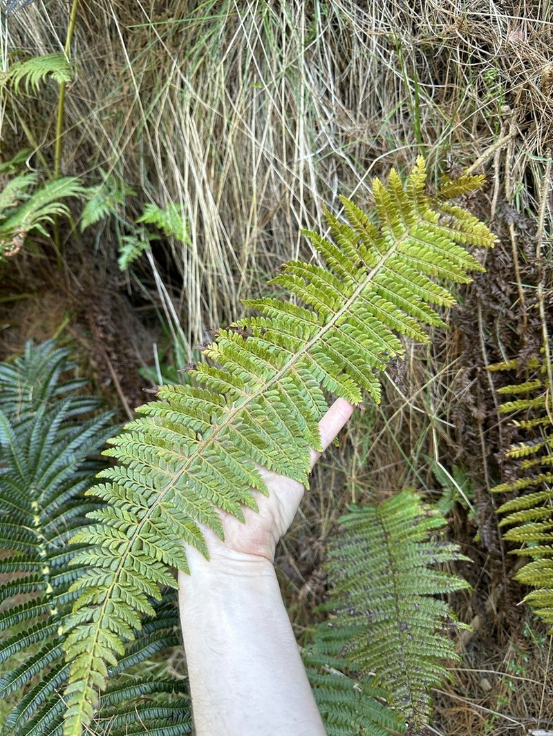 Bonsey's Hollyfern photo 2