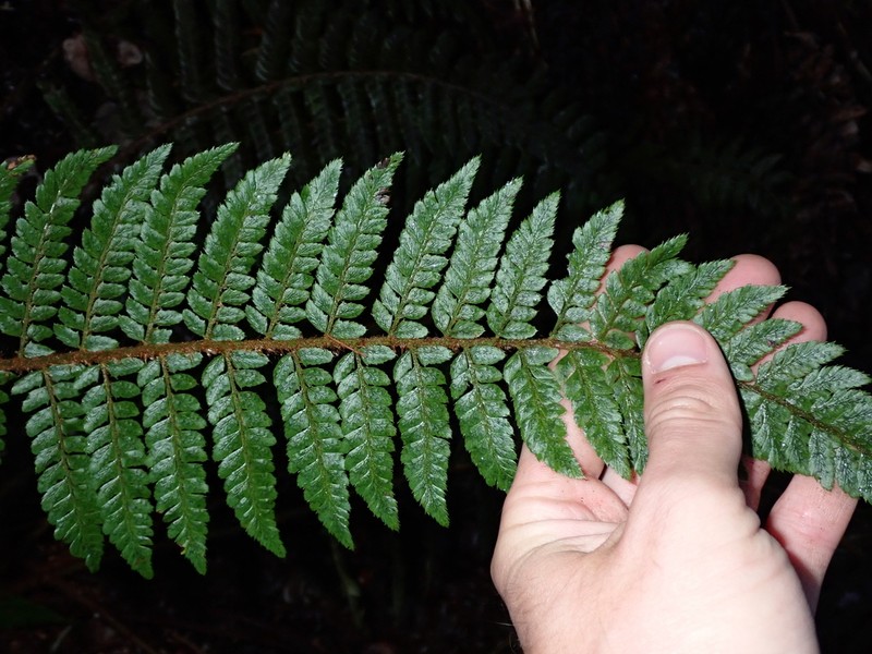 Bonsey's Hollyfern photo 3