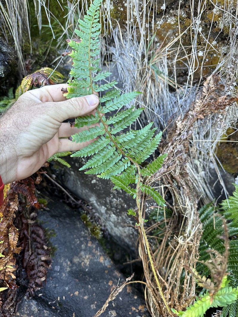 Bonsey's Hollyfern photo 4