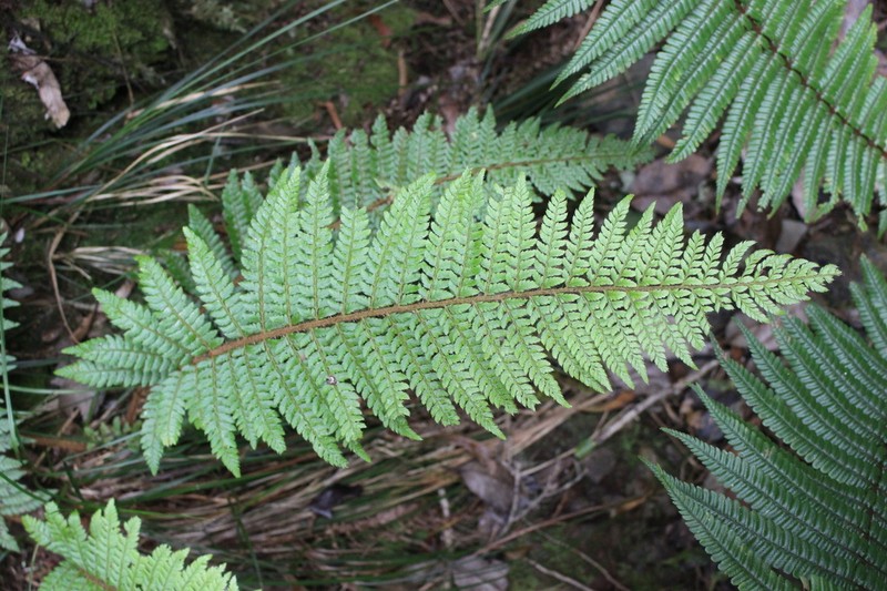 Bonsey's Hollyfern photo 5