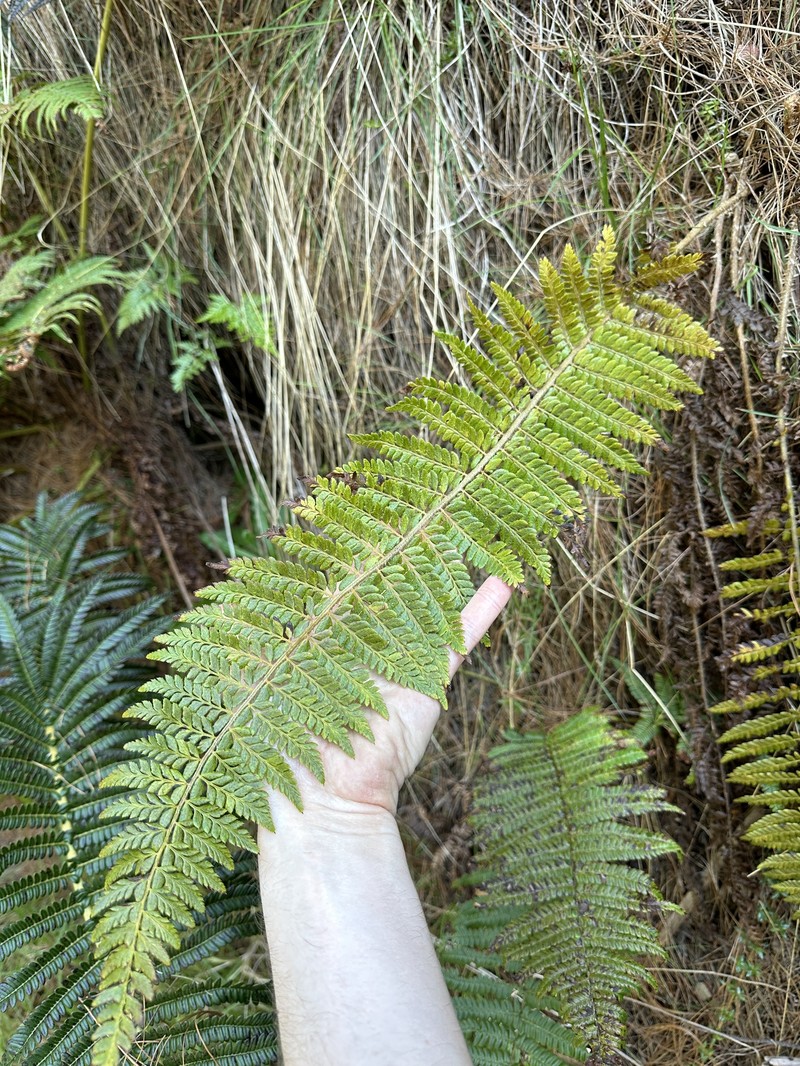 Bonsey's Hollyfern photo 6