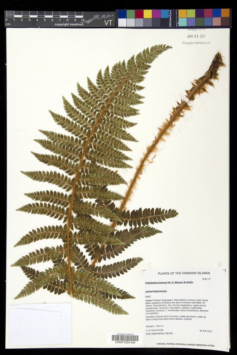 Bonsey's Hollyfern photo 7