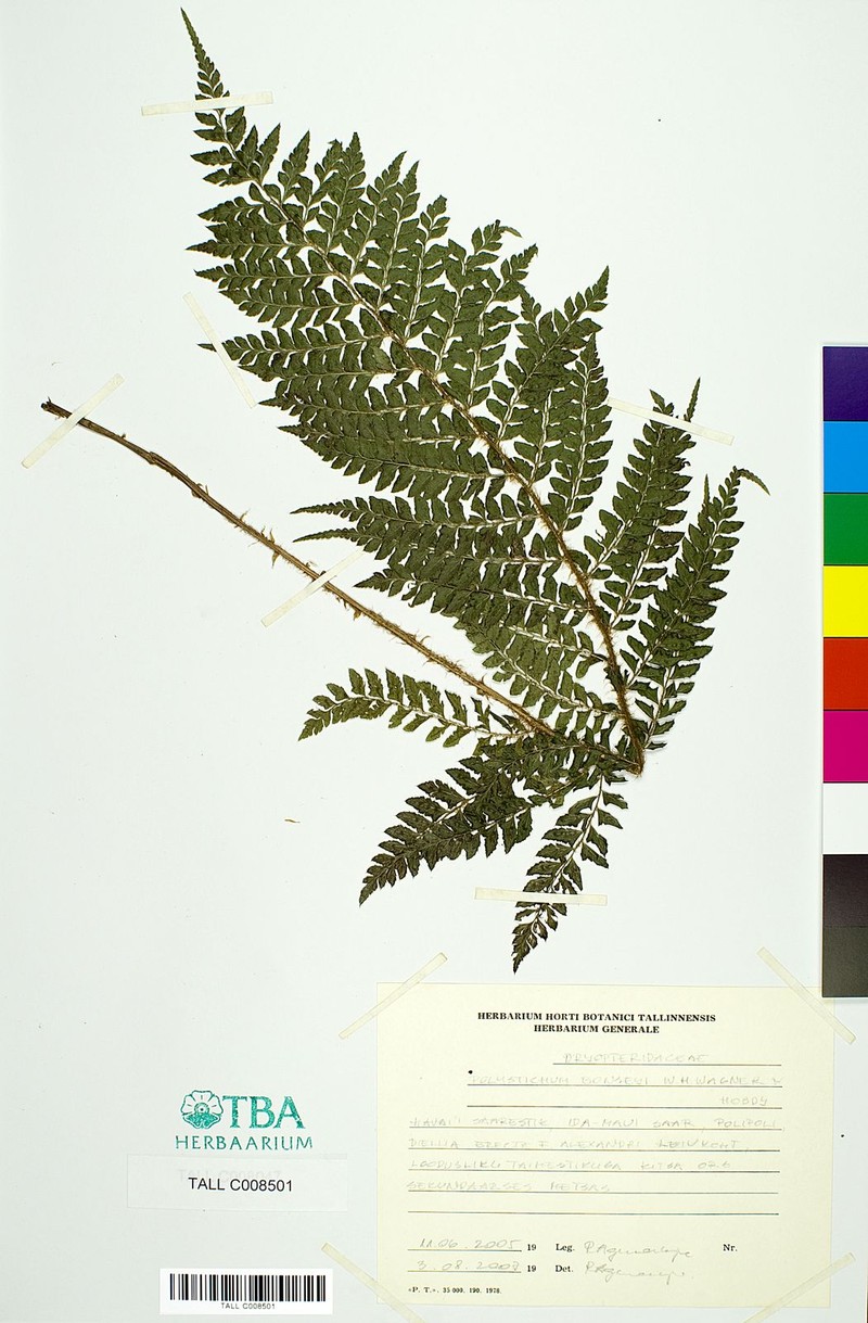 Bonsey's Hollyfern photo 8