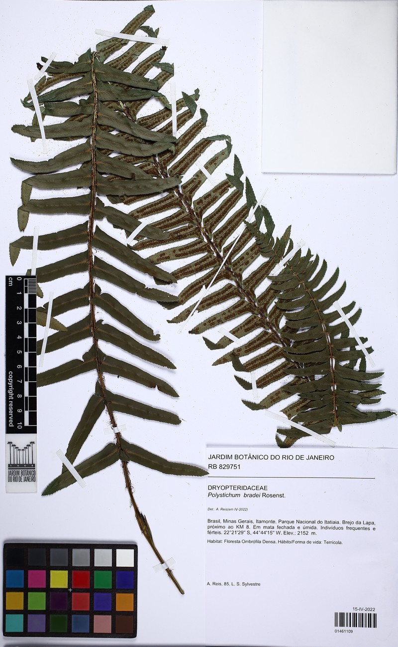 Polystichum bradei