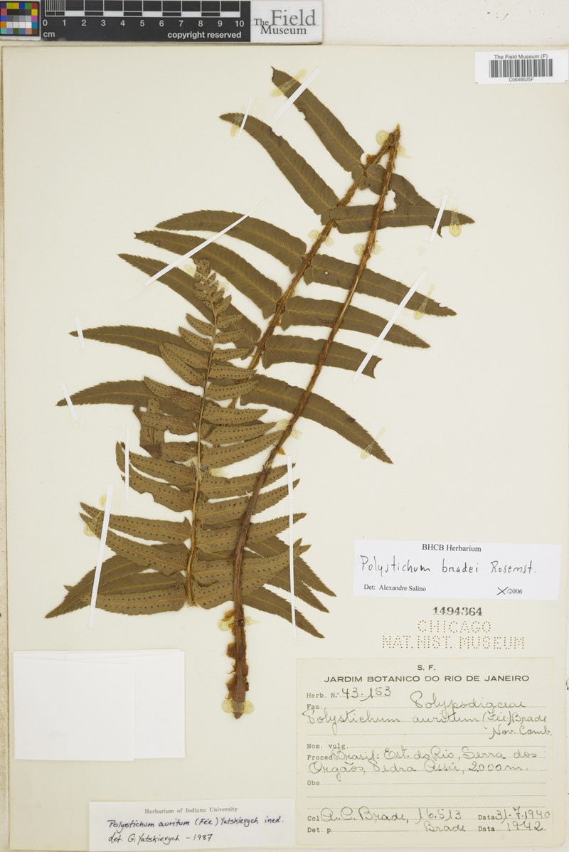 Polystichum bradei photo 2